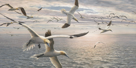 gannets - original oil painting