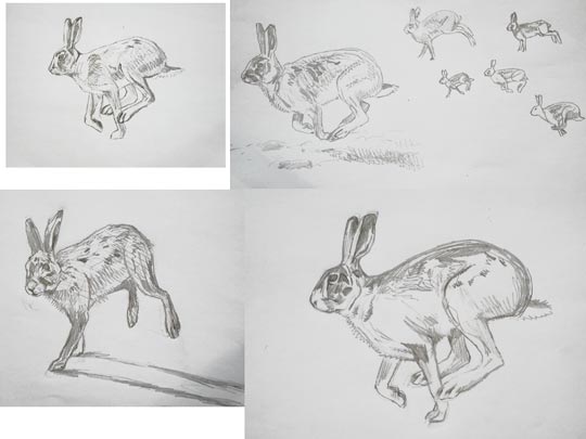 brown hare sketch
