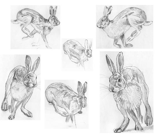 brown hare sketches