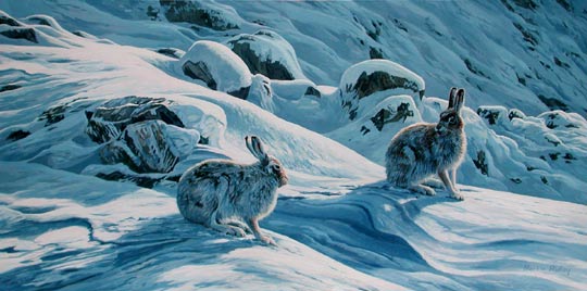mountain hare pictures