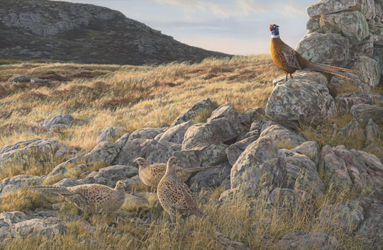 cock and hen pheasants oil painting for sale