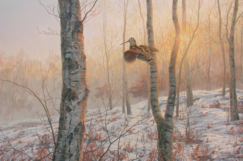 woodcock picture - oil painting depicting a woodcock flying through a silverbirch woodland at dusk