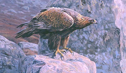Wildlife Art : Golden eagle, Aquila chrysaetos