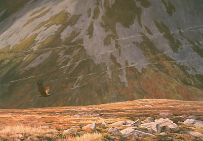 Wildlife Art : Painting of a golden eagle, Aquila chrysaetos in flight with a backdrop of dramatic scree slopes