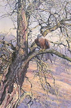 Wildlife Art : A painting of a red kite, Milvus milvus 