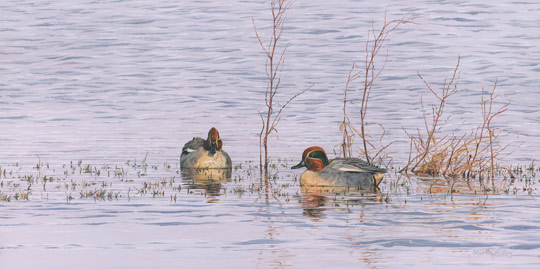 drake teal ducks picture