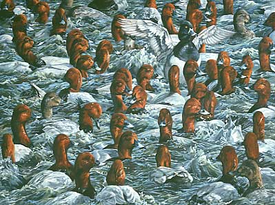 Wildfowl oil painting: A painting depicting a mass of pochard ducks in a feeding frenzy, at the centre is a ring-necked duck