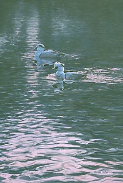 Two drake smew, wildfowl and duck pictures page