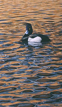 Limited edition prints -wildlife art: print of tufted duck - limited edition of 450 prints