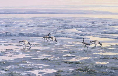 Wildfowl geese paintings: Painting of pale-bellied brent geese