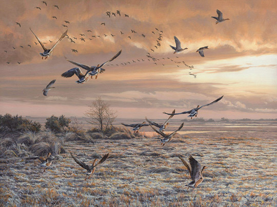 Wildfowl Art - oil painting of greylag geese in flight