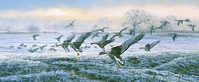 wildfowl geese paintings: A painting depicting white-fronted geese coming in to land on a frosty field