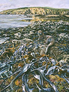 Pictures of otters - otter Paintings: A wildlife painting of an otter 