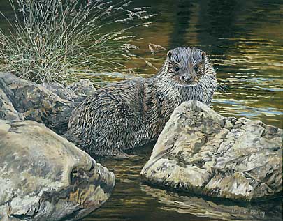 Pictures of otters: Oil painting of a young otter, Lutra lutra by Martin Ridley