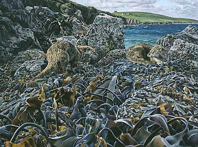 Pictures of otters - otter Paintings: A wildlife painting of a pair of otters amongst kelp, Lutra lutra