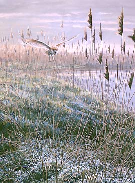 Barn owl picture: hunting barn owl, Tyto alba an original oil painting