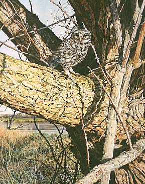 Picture of a little owl - wildlife art : Little Owl, Athene noctua by Martin Ridley