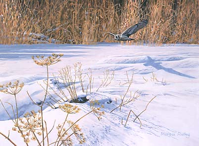 Wildlife Painting: Short-eared owl, Asio flammeus