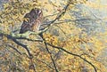 tawny owl print - picture of a tawny owl