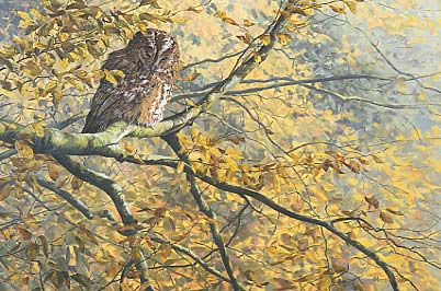 tawny owl, Strix aluco picture - original bird painting: wildlife art by Martin Ridley