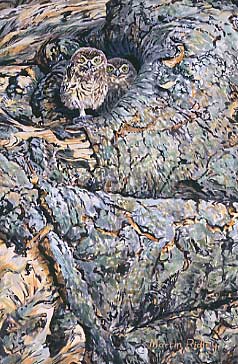 Picture of young little owls - wildlife painting: Young little owls, Athene noctua