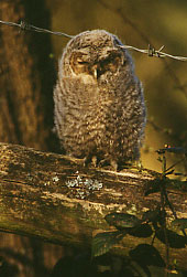 Picture of young tawny owl, Strix aluco