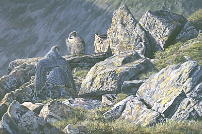 A painting of two Lake District peregrine falcons, Falco peregrinus