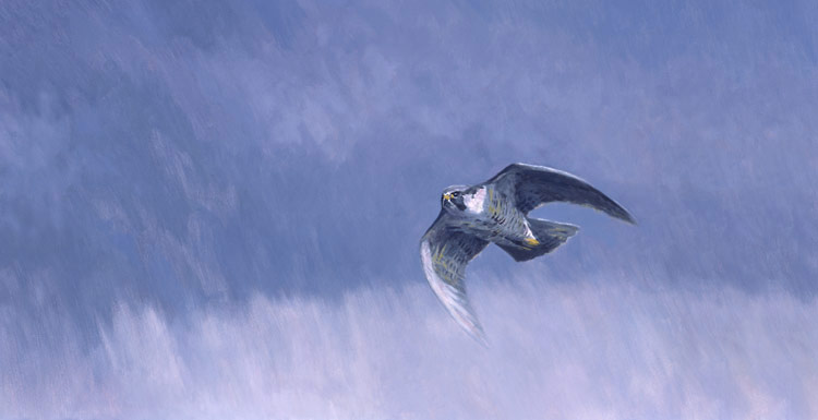 picture of a stooping peregrine falcon - peregrine in flight print
