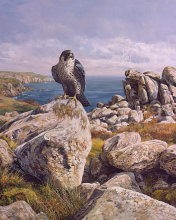 peregrine-falcon_coastal_35.jpg