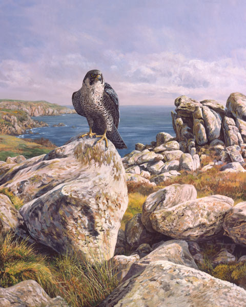 Picture of a peregrine falcon - Pembrokeshire coastal peregrine perched on a cliff-top