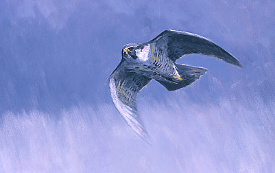 Peregrine falcon pictures: original oil painting of a peregrine falcon, Falco peregrinus by Martin Ridley