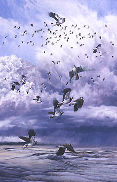 Peregrine Falcon Stooping