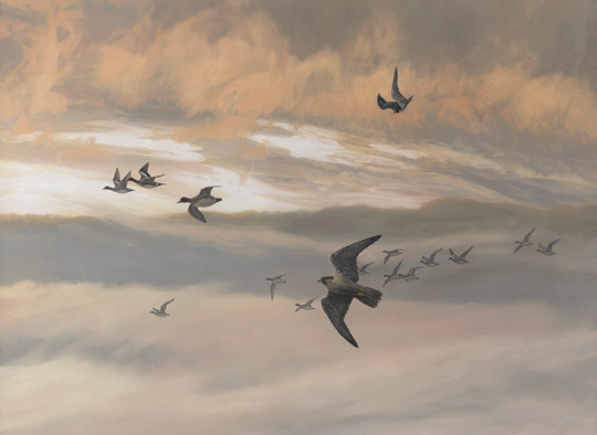Peregrine falcons in flight. Painting of two peregrines hunting wigeon ducks