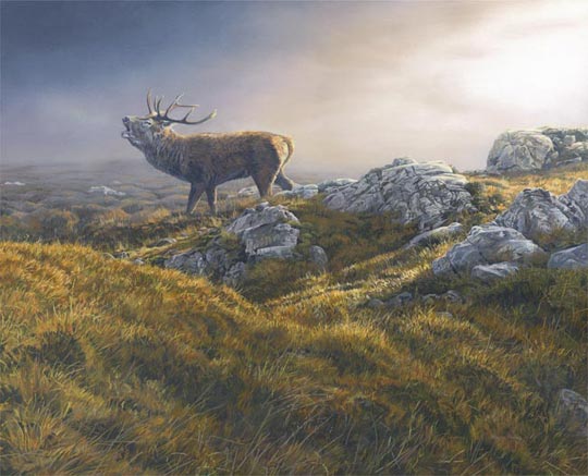 bellowing red deer stag picture - rutting stag oil painting