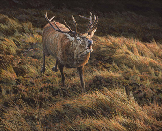 Charging red deer stag oil painting