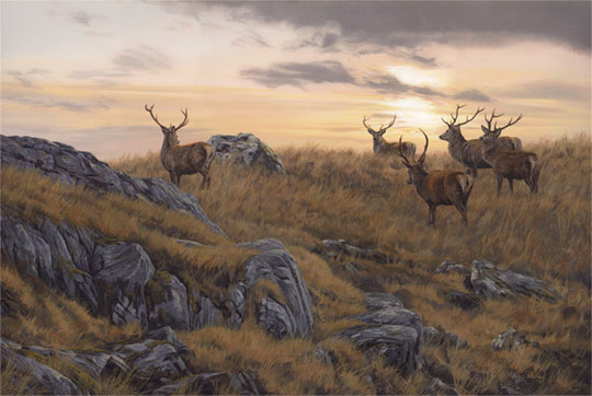 Herd of stags at sunset