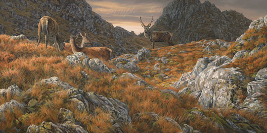 Herd of stags at sunset