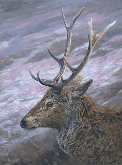 Red deer stag head study - oil painting