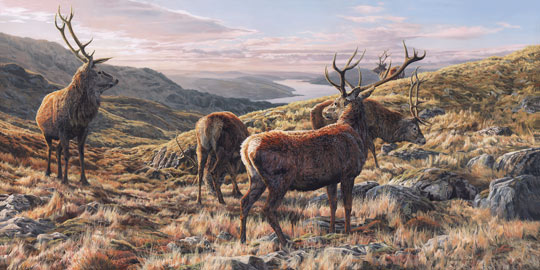 Original oil painting Red deer stags above Loch Sunart