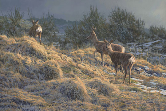 Roe Deer Oil Painting for Sale - Original oil depicting a trio of roe deer; a roe buck with two does picking their way through some broom scrub.