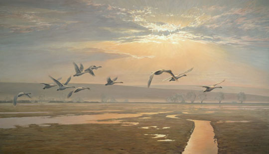 Corporate art commissions, wildlife painting: Flight of Bewick's Swans by Martin Ridley can be seen at the Wildfowl & Wetlands Trust, Slimbridge