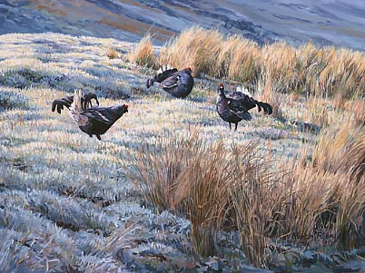 Game Birds on Pictures Of Upland Game Birds  A Painting Of Three Lekking Black
