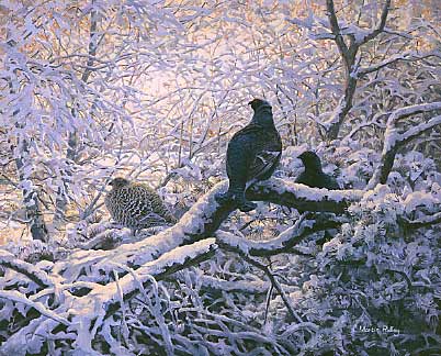 Game Birds on Pictures Of Upland Game Birds  A Painting Of Black Grouse Roosting In
